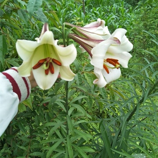 食用新鲜百合种球宜昌百合岷江百合药食百合种球千叶王百合
