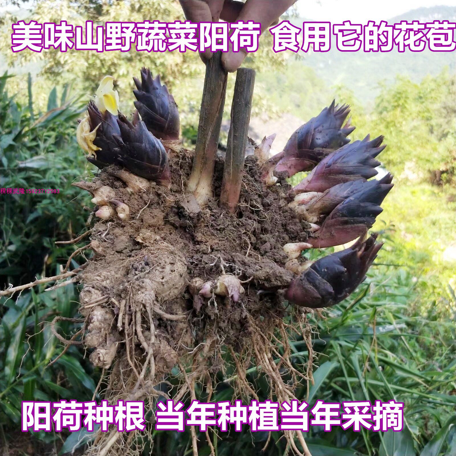 山野生蔬菜种阳荷笋苗洋河姜根块阳荷姜苗 盆栽地栽 蔬菜种子种苗