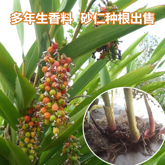当年结果香料果树苗砂仁种根苗艳山姜佐料调料树种苗四季盆栽地栽