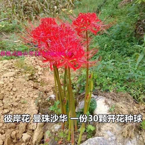 绿植盆栽彼岸花种子四季种植花卉