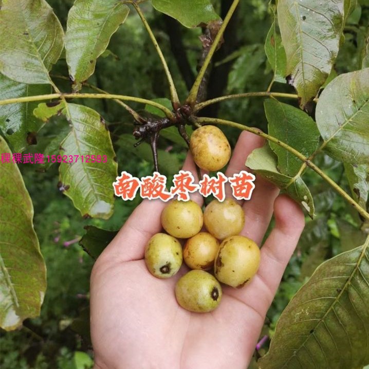 五眼果酸枣糕树酸枣树苗 鼻涕梨 南酸枣树苗稀有果树盆栽地栽果树