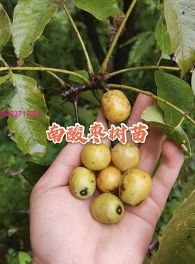 树苗山枣鼻涕五眼稀有树苗