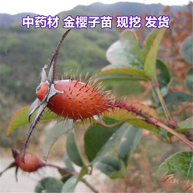 果苗 金樱子种苗 刺梨子苗 金英子 刺糖罐苗 蔷薇果苗