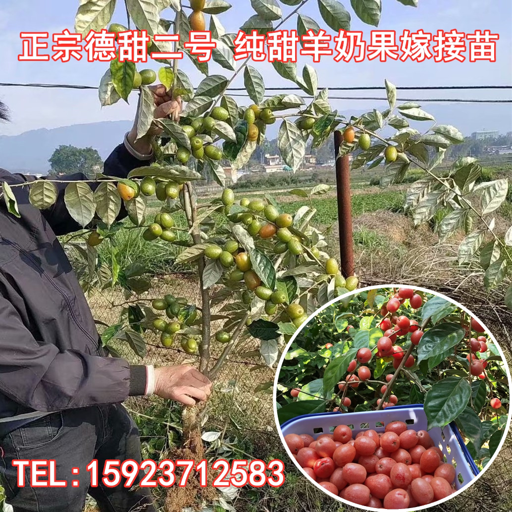 羊奶果特大果形 嫁接羊奶果苗 德甜二号纯甜羊奶果树苗室内果树