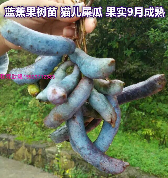 蓝蕉果 野生水果树 猫屎瓜种苗四季猫儿屎蓝八月瓜盆栽地栽果树苗