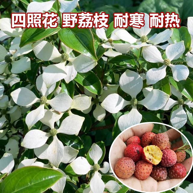 野生花卉四照花  山荔枝苗 野荔枝树苗石枣 盆栽地栽水果苗