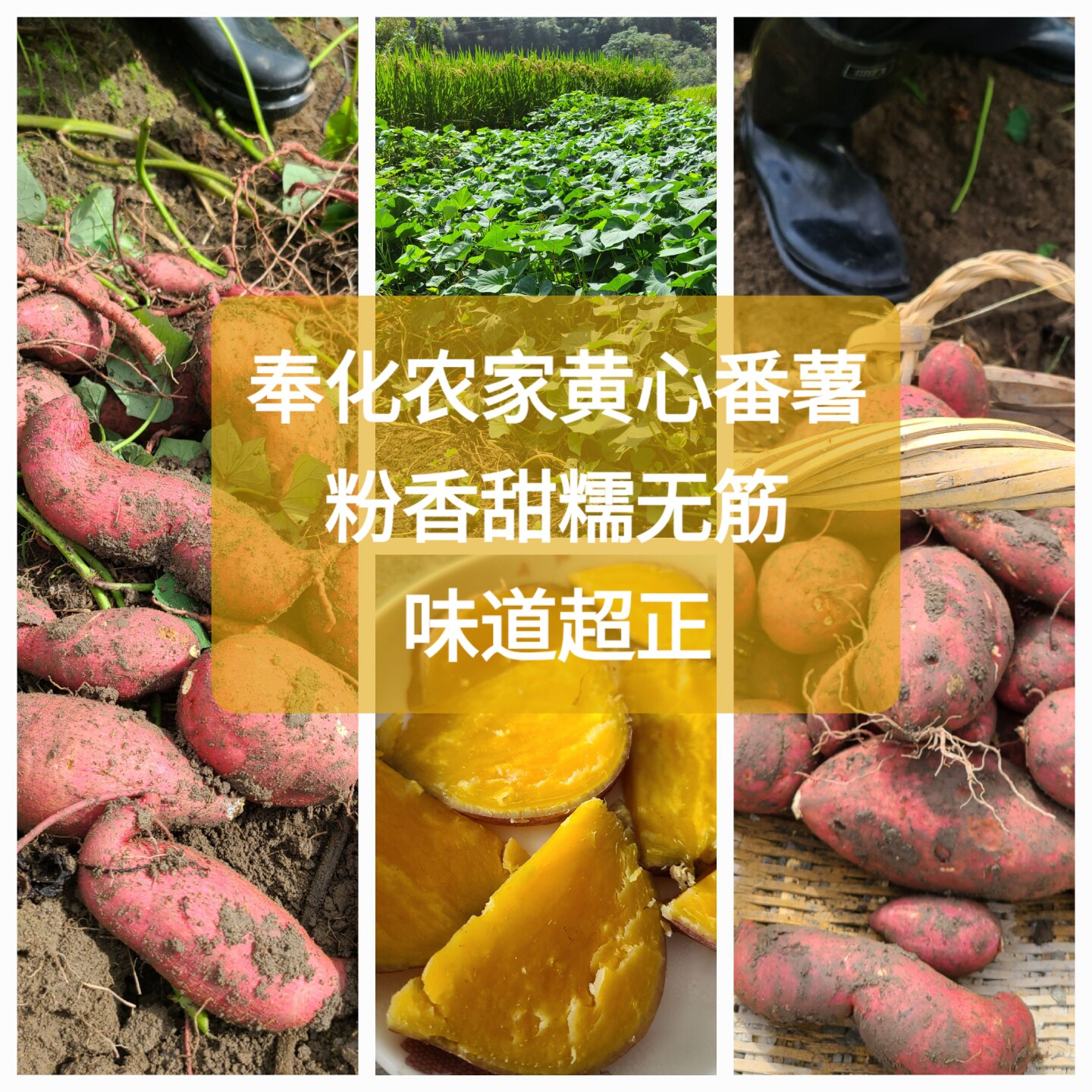 当季奉化农家富硒沙地种植的黄心番薯香甜粉糯板栗红薯地瓜现挖