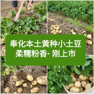 26年新上市奉化老品种浙江黄心小土豆种洋芋种子马铃薯当季有芽