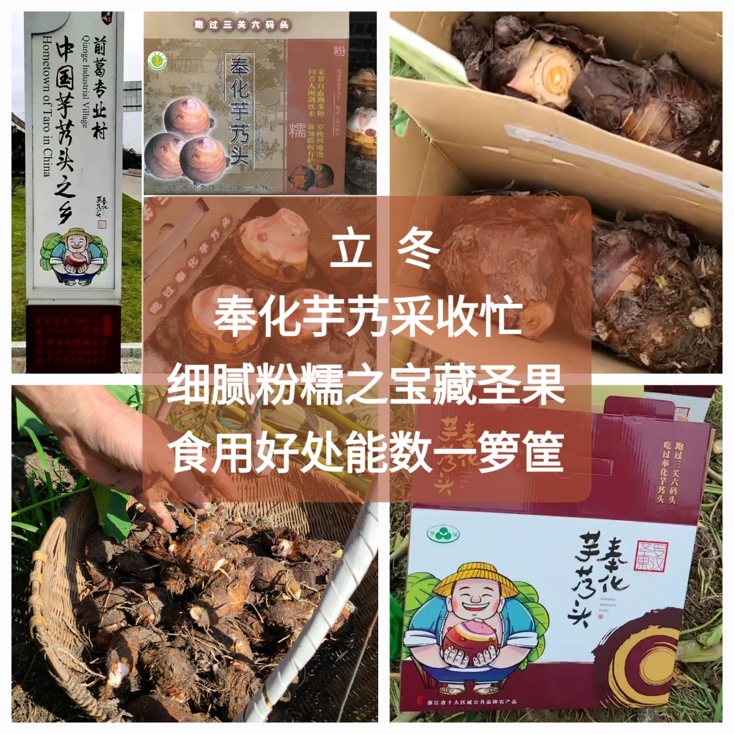 正宗奉化芋艿头浙江新鲜非荔浦小奶芋头商用溪口粉香芋种子特产礼