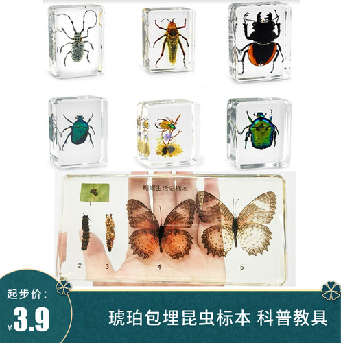 昆虫标本琥珀/树脂/包埋蝶语