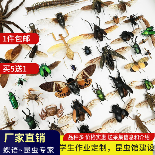 蝶语真昆虫标本包邮品种多