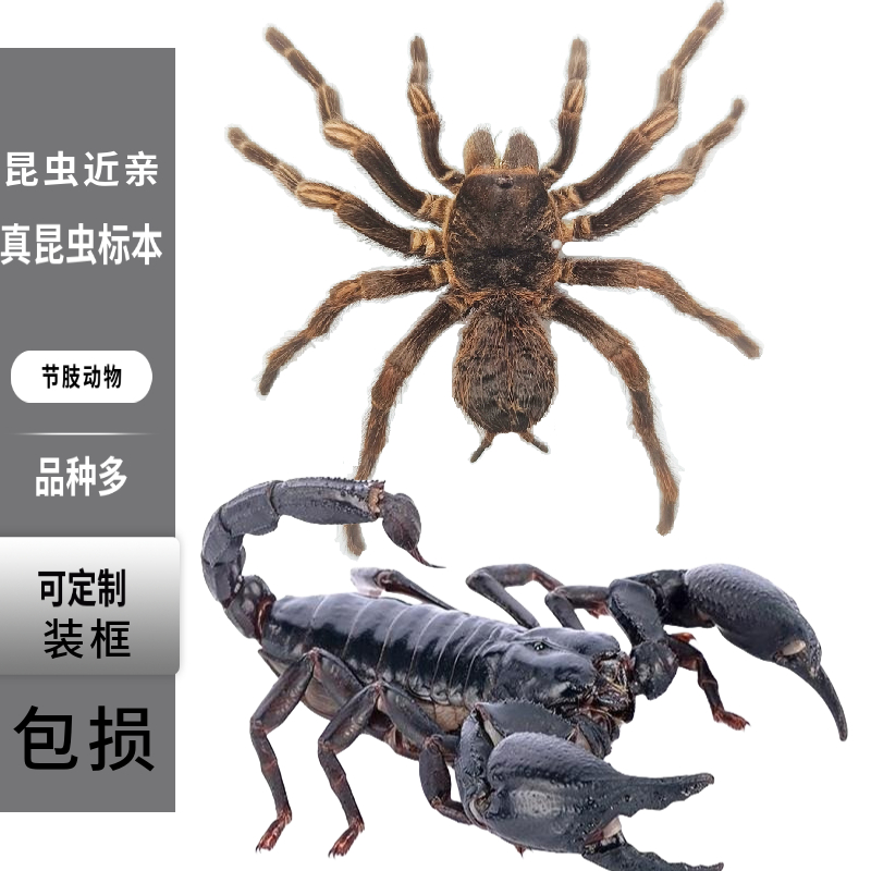 蝶语：昆虫近亲 节肢动物 蜘蛛捕鸟蛛蝎子彼得异蝎真标本认识教具