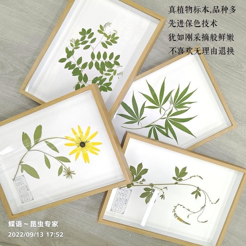 蝶语真植物标本保色好持久