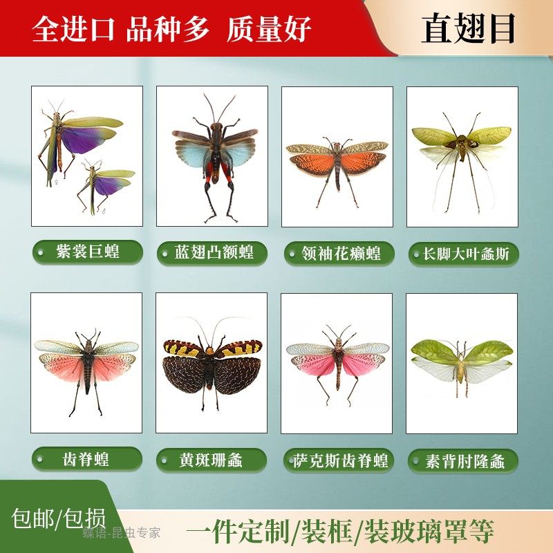 蝶语:直翅目昆虫标本 蝗虫螽斯蚂蚱蝼蛄蚱蜢蝈蝈蟋蟀 标本装饰画