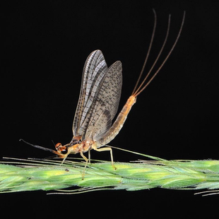 蝶语：蜉蝣真昆虫标本科普教学育教材生物实验 朝生暮死生命zui短