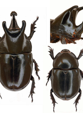 蝶语：梦神巨角兜 小角魔龙兜Megaceras morpheus