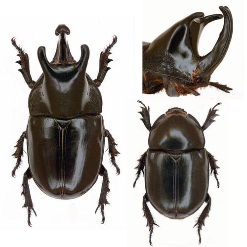 蝶语：梦神巨角兜 小角魔龙兜Megaceras morpheus