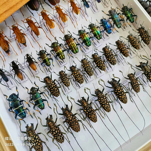 蝶语:天牛科(鞘翅目)甲虫 进口昆虫标本科普教育展览教学教具