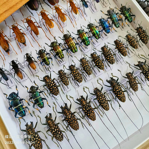 品种多天牛科蝶语甲虫鞘翅目