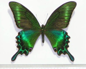 绿带标本昆虫大型厘米凤蝶