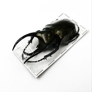 南洋大兜虫标本价格 南洋大兜虫标本图片 星期三