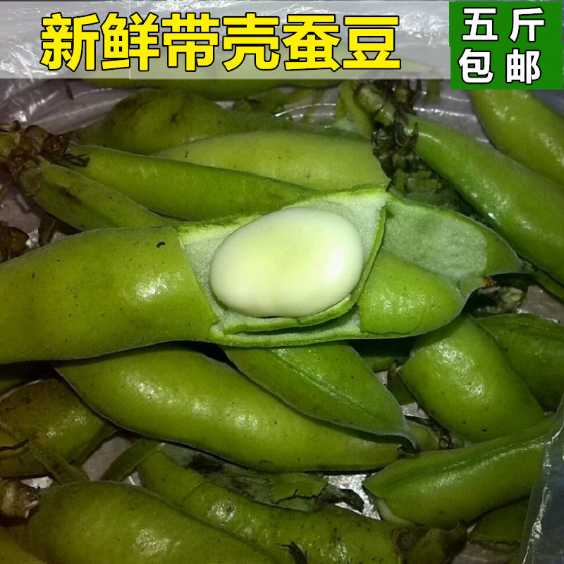 新鲜蚕豆5斤装 农家现摘生胡豆嫩绿罗汉豆蔬菜带壳大青豆荚小豌豆