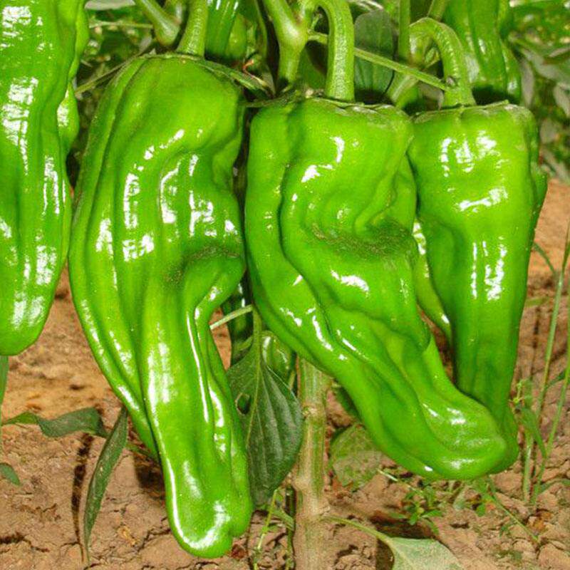 4斤装新鲜青椒 辣椒农家现摘蔬菜芜湖薄皮椒做虎皮青椒不微辣包邮