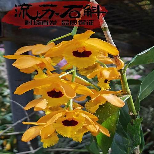 流苏石斛黄色花香型高个优雅大气