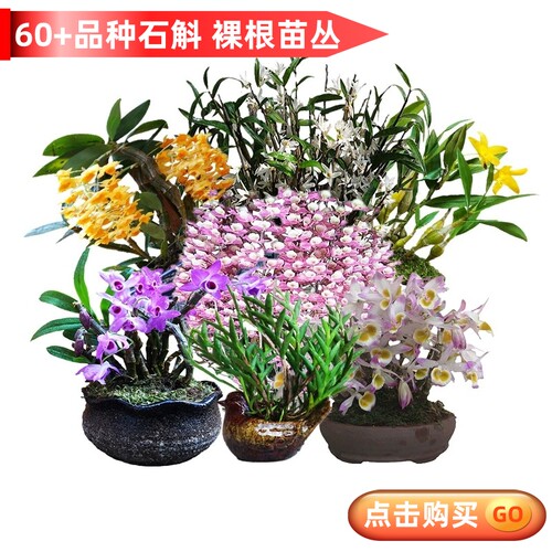 石斛兰苗裸根苗造景神器成苗丛