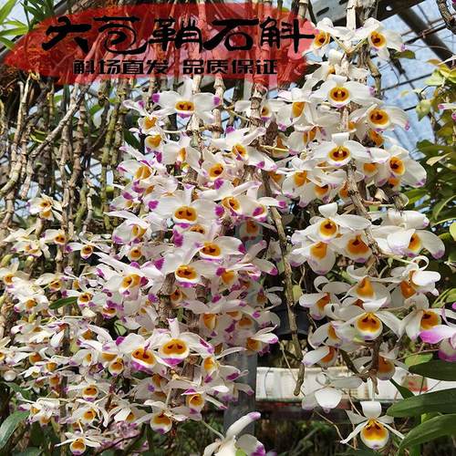 大苞鞘石超级漂亮开大气可泡花茶