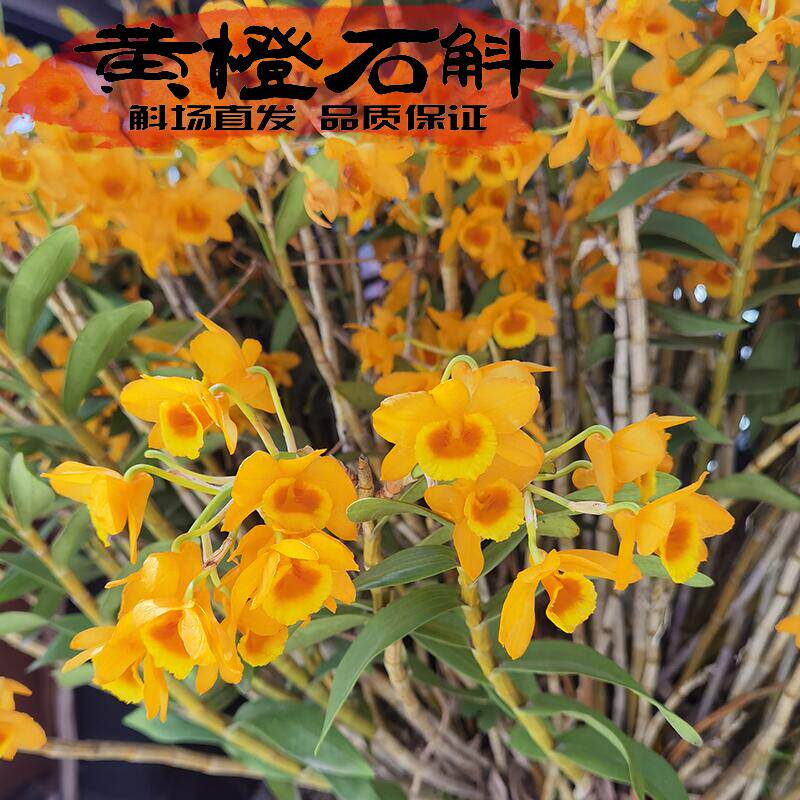 黄橙石斛兰科花色金黄易活易发芽