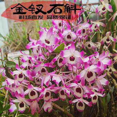 药用金钗苗品种开花超美品种纯正