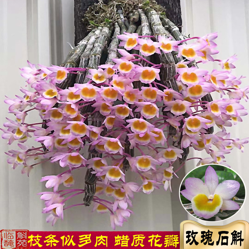 玫瑰石斛苗 云南南部种源漂亮蜡质花稀有易活办公室植物 临安斛苑