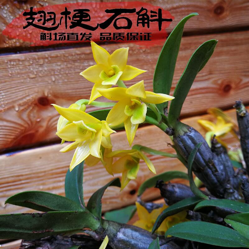 翅梗石斛苗 云南品种蜡质浓香花卉观花绿植客厅净化空气 花朵好闻