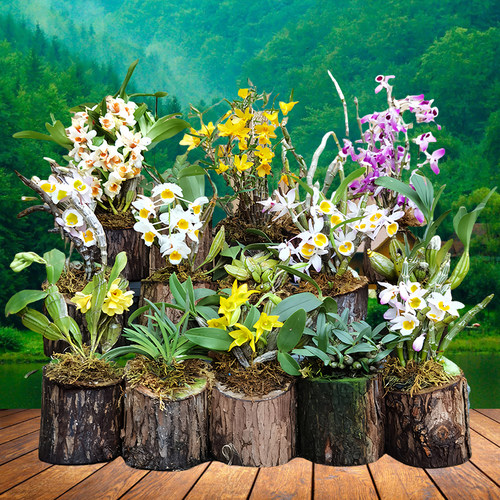 石斛兰木桩盆栽桌面花卉绿植摆件