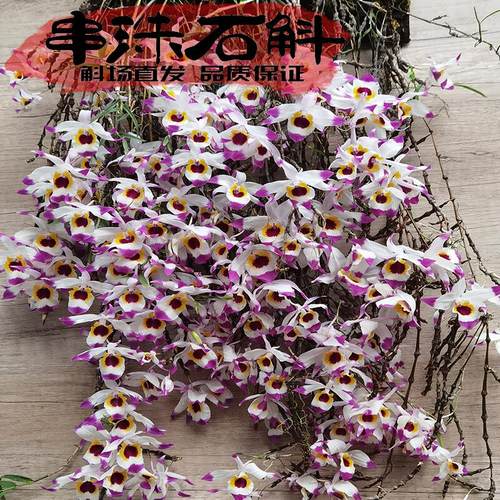 珠子石斛兰苗可以做门帘造景花美