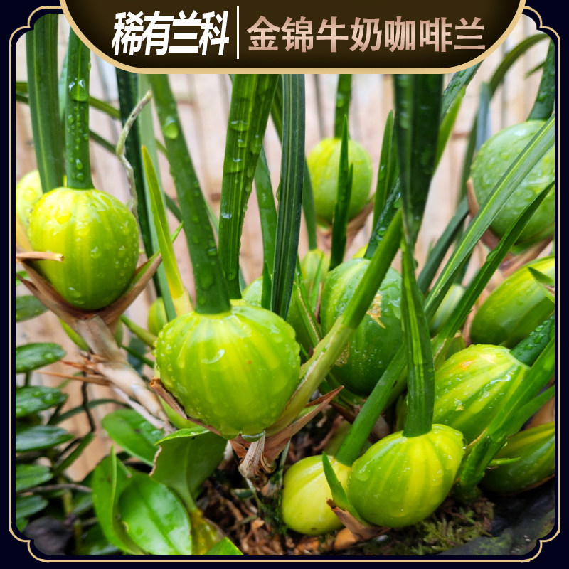 果子带锦！金锦牛奶咖啡兰！夏季开花浓香正红色咖啡混合牛奶香气