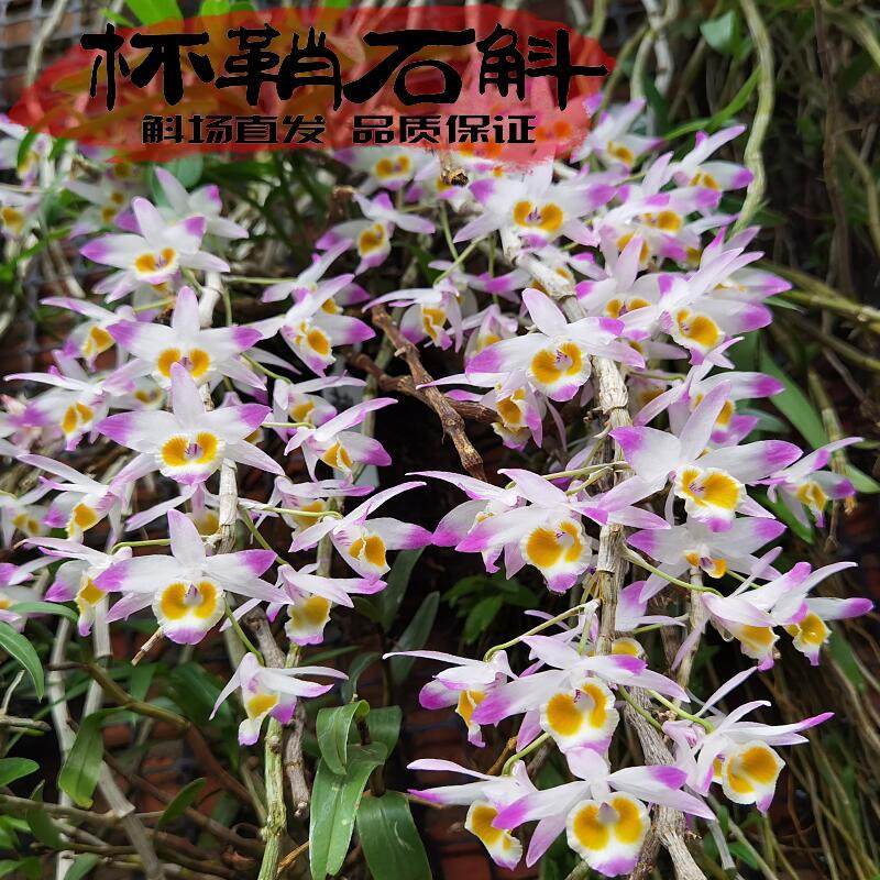 杯鞘石斛苗优雅大气开花惊艳花期长名贵兰花盆栽好养易活易繁殖