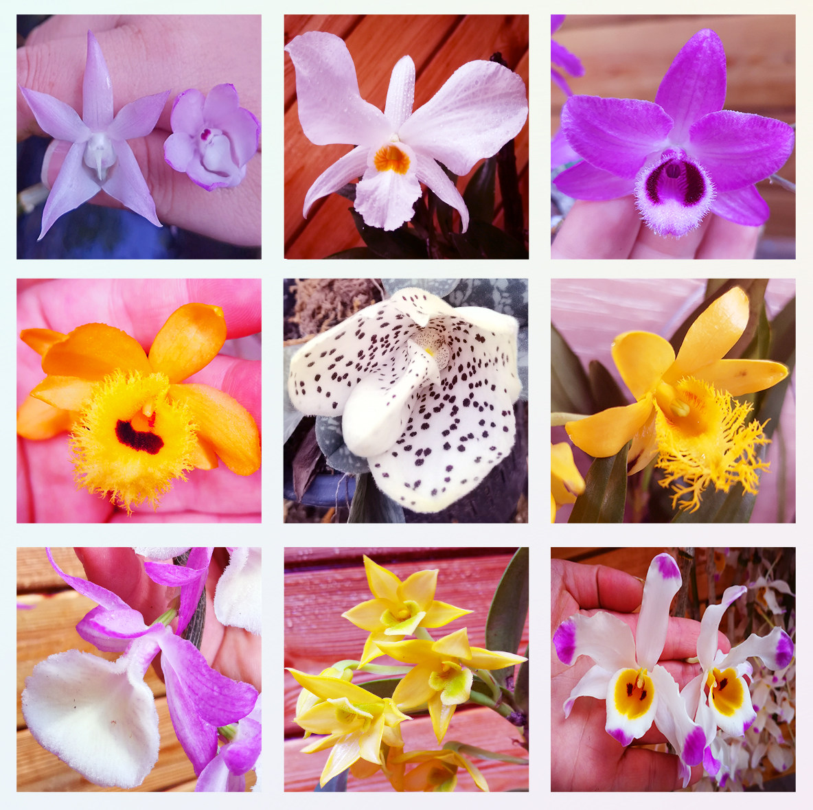 兰花石斛苗花卉清仓组合套餐盆栽附生兰微景植物景观造景新手易活