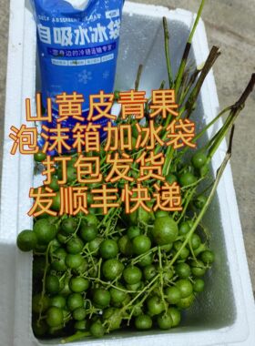 顺丰广西特产鸡皮果山黄皮果青果新鲜采摘带枝发货做调味料