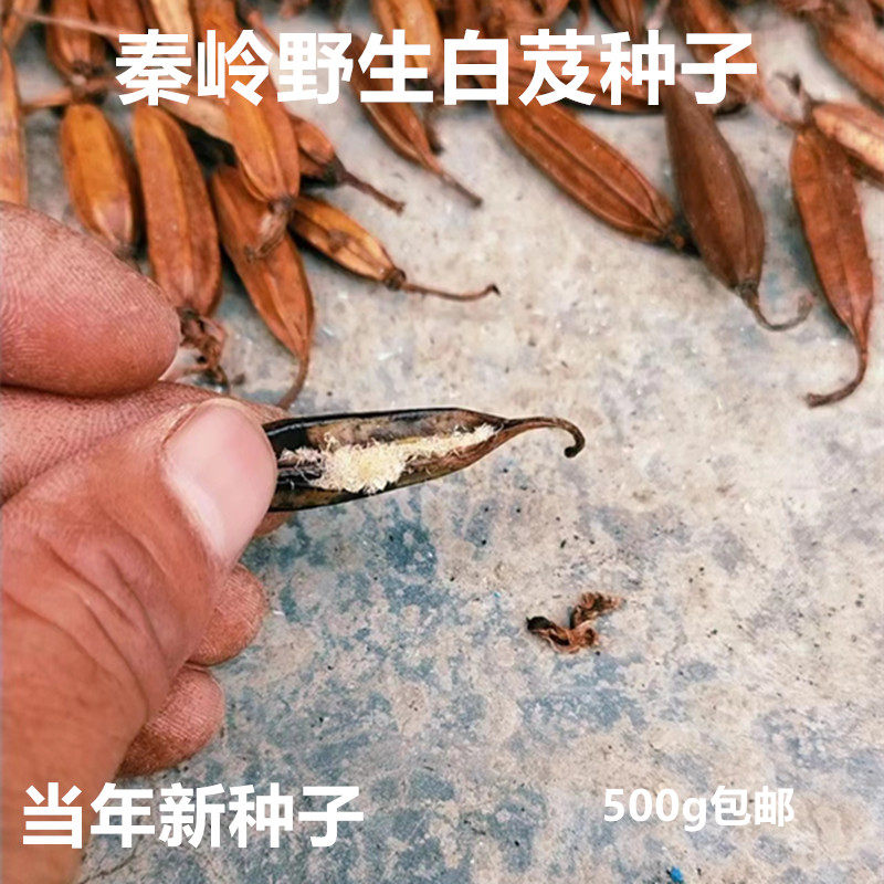 秦岭野生白芨种子500g包邮