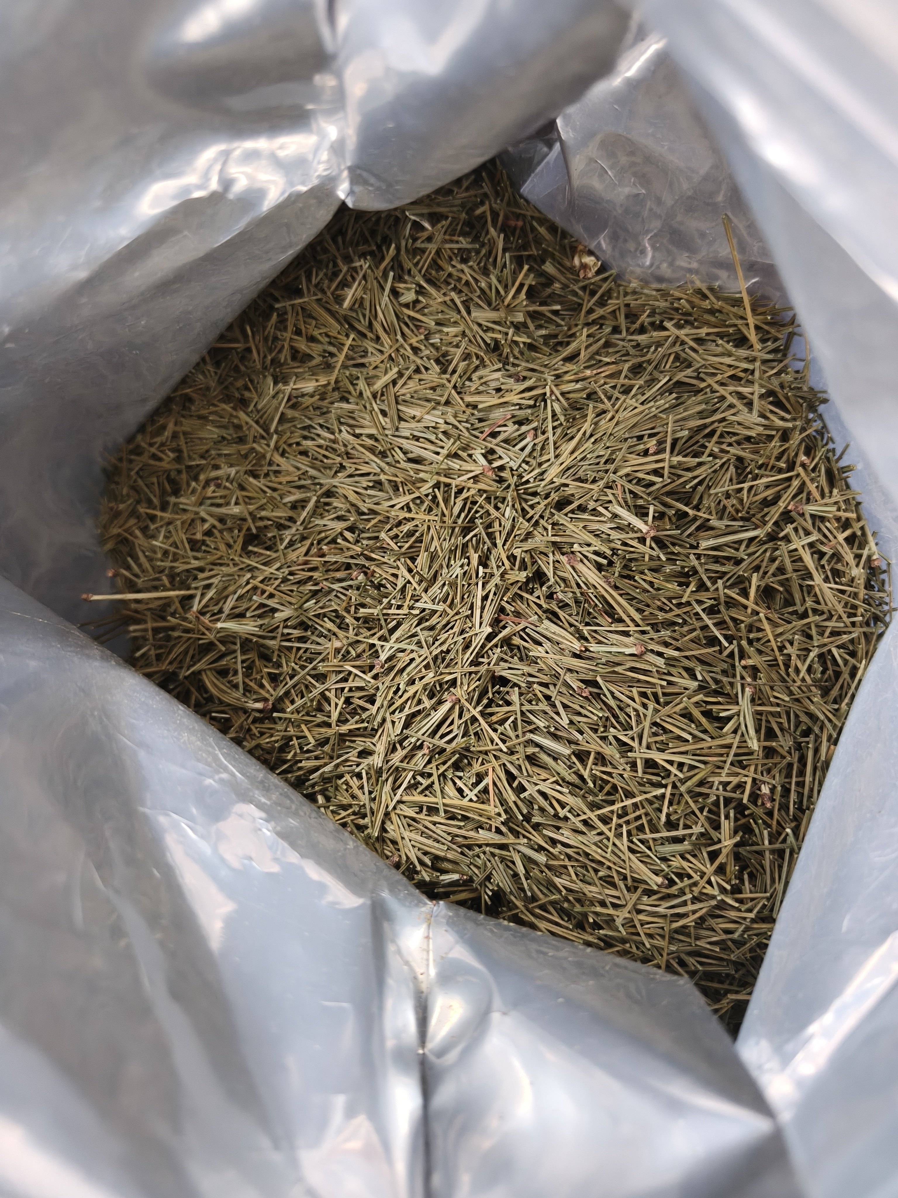 西藏深山现采纯野生松针松针茶无硫磺无添加500g包邮