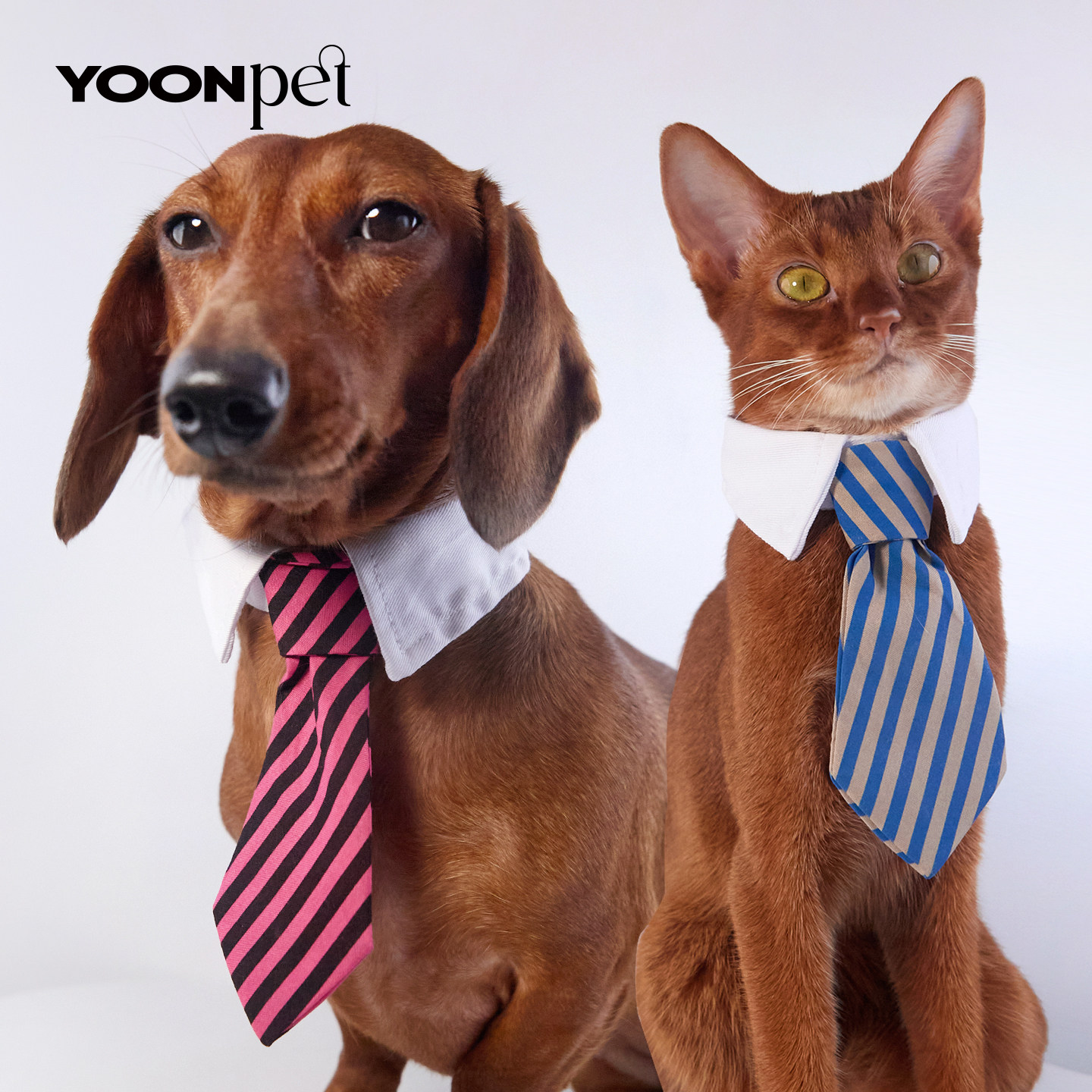 宠物领带猫咪领结狗狗蝴蝶结小型犬猫猫装饰配饰魔术贴可调节