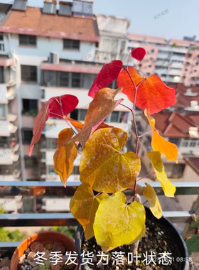加拿大紫荆-永恒之火 庭院别墅阳台绿植物花灌木耐寒耐热好养新品