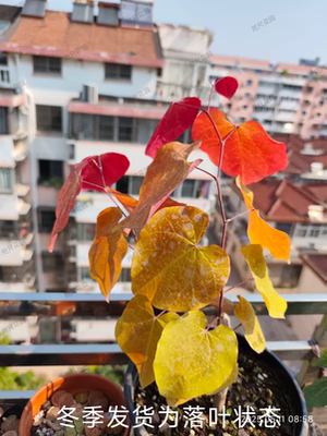 加拿大紫荆-永恒之火 庭院别墅阳台绿植物花灌木耐寒耐热好养新品