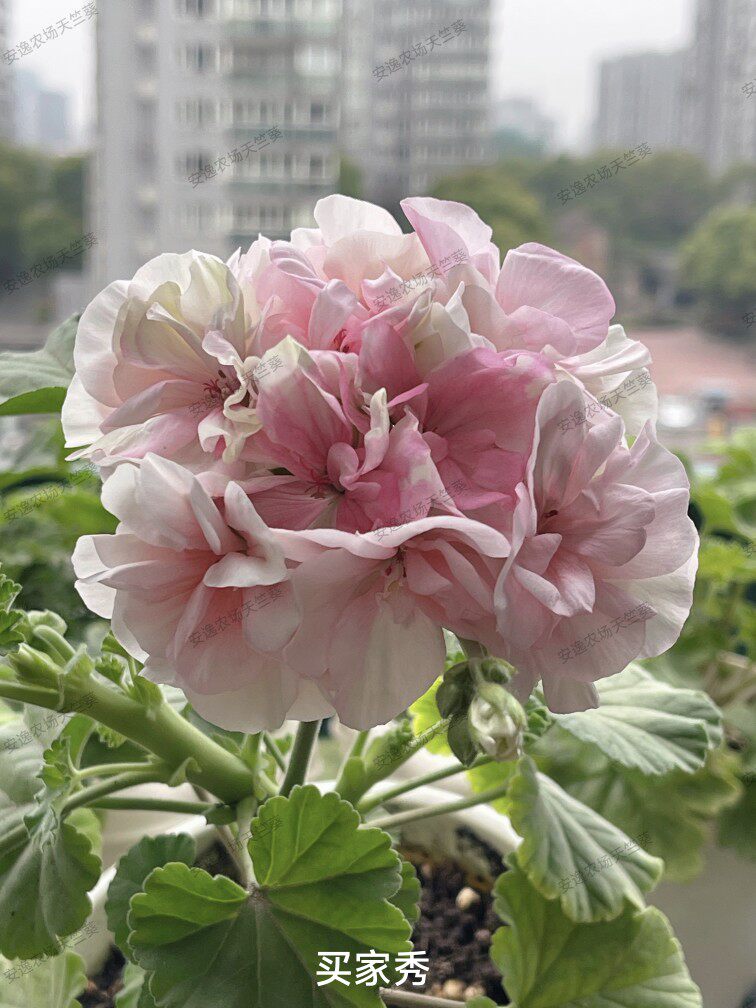 伪碗直立天竺葵盆栽重瓣好养勤花四季开大花苗卉阳台庭院新品天竹