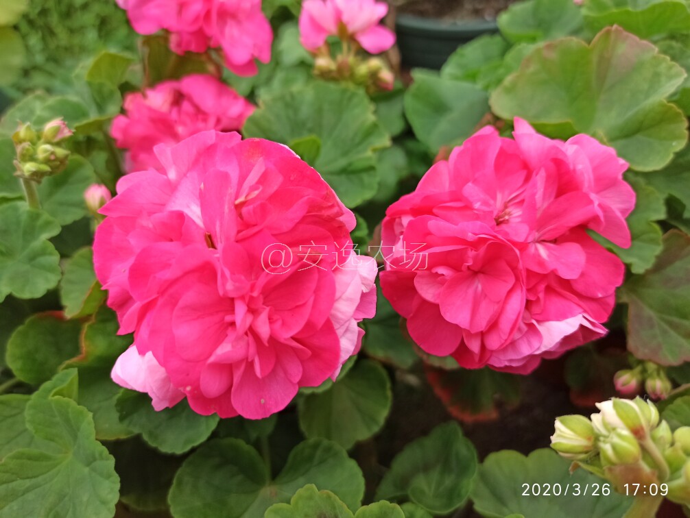 重彩小天使直立天竺葵盆栽重瓣好养勤花阳台四季开大花苗卉天竹葵