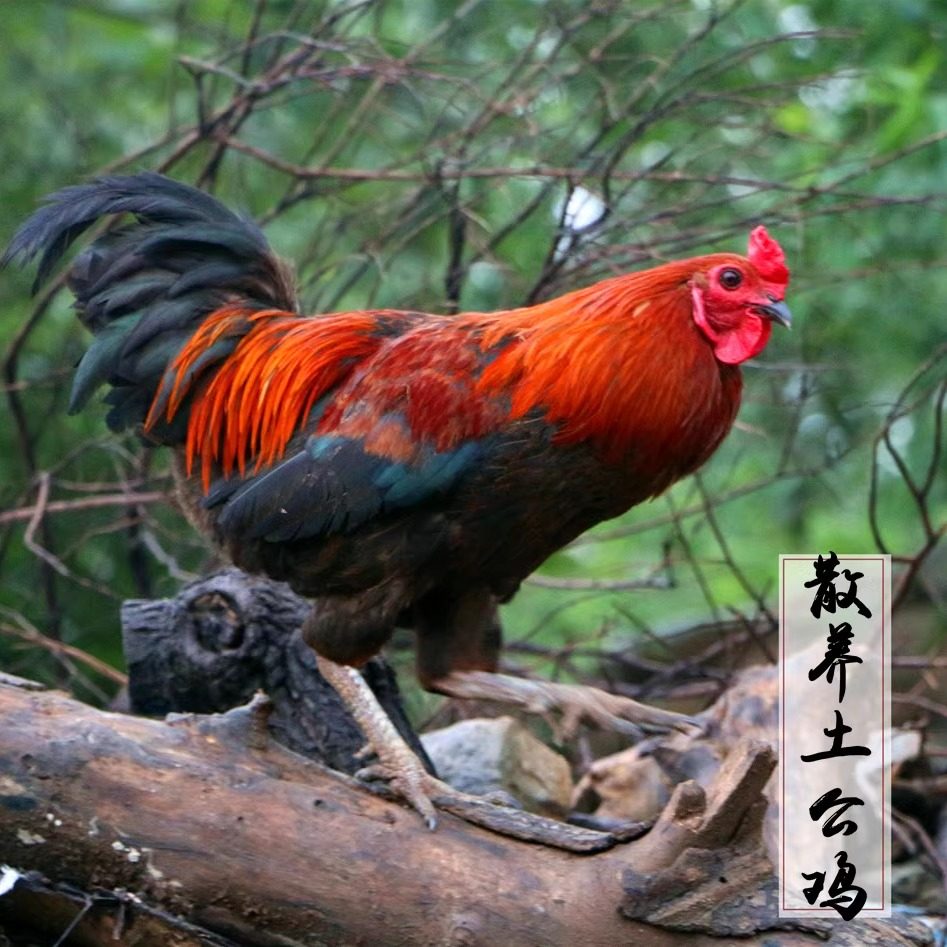 2年土公鸡2.8斤正宗农家散养