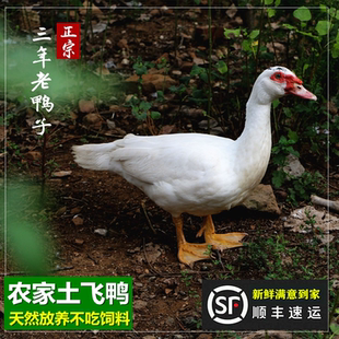 土飞鸭 2-3年农家散养土鸭 公鸭子 番鸭 老鸭子微山湖放养公飞鸭