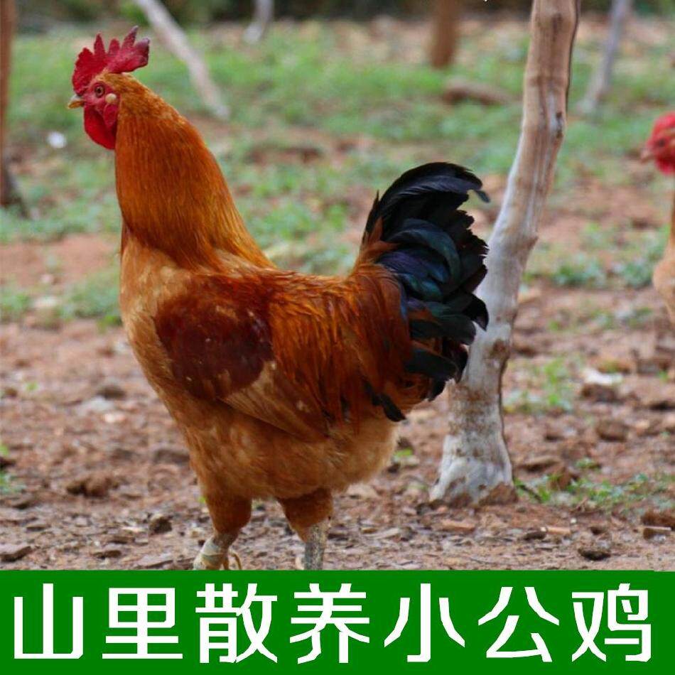 农家散养土鸡 半年鸡龄 土公鸡 小公鸡 嫩鸡 适合 辣子鸡 炒菜